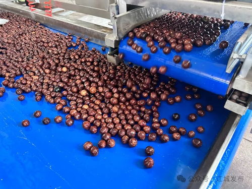 普洱江城堅果加工廠投入運營，氫氟酸應用引關注